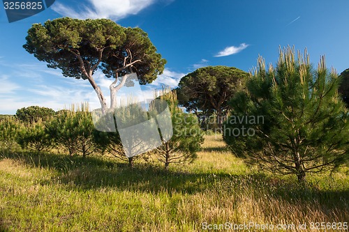 Image of Italian stone pine 