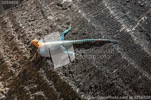 Image of yellow and green lizard