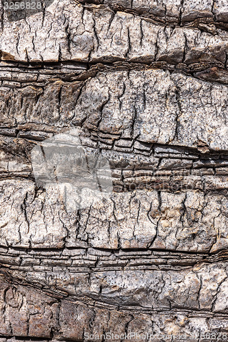 Image of natural tree bark