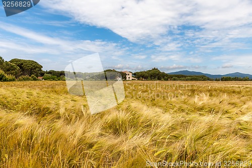 Image of Young wheat growing in green farm field
