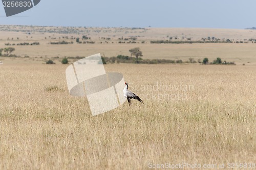 Image of Secretarybird or secretary bird in the savannah of Kenya,  Africa