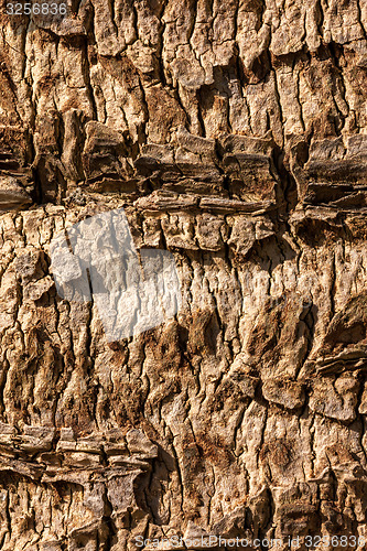 Image of natural tree bark