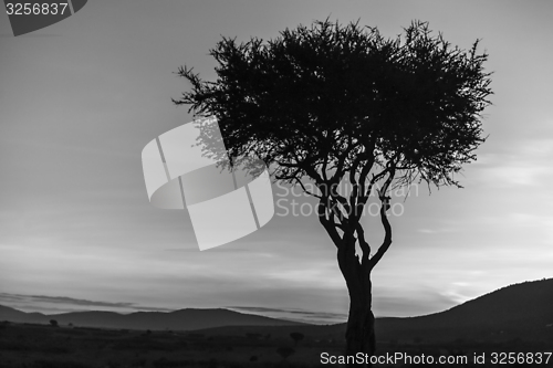 Image of African tree - the last daylight in sunset. Kenya.