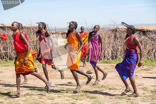 Image of MASAI MARA,KENYA, AFRICA- FEB 12 Masai warriors dancing traditional jumps as cultural ceremony,review of daily life of local people,near to Masai Mara National Park Reserve, Feb 12, 2010