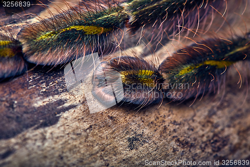 Image of tarantula Poecilotheria rufilata