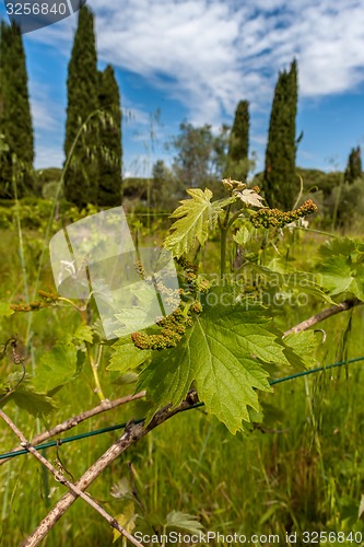 Image of young green unripe wine grapes 