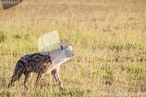 Image of Hyena wandering the plains of Kenya