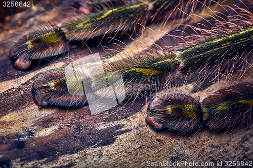 Image of tarantula Poecilotheria rufilata