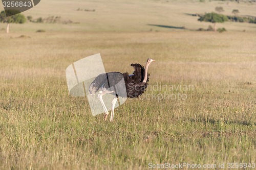 Image of Ostrich  walking on savanna in Africa. Safari. Kenya