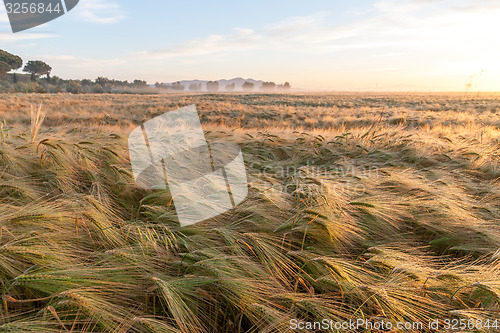 Image of Young wheat growing in green farm field under blue sky