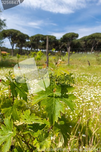 Image of young green unripe wine grapes 