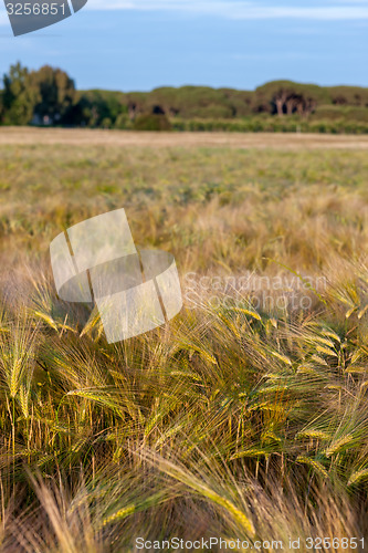 Image of Wheat growing in green farm field