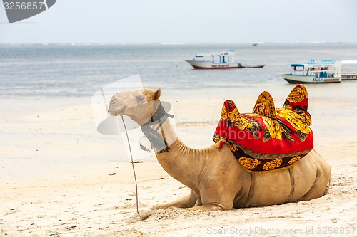 Image of Camel lying on the sand