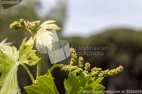 Image of young green unripe wine grapes 