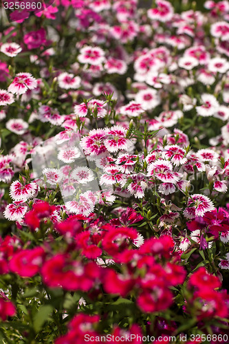 Image of Pinc young flowers growing in green farm field