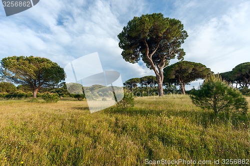 Image of Italian stone pine 