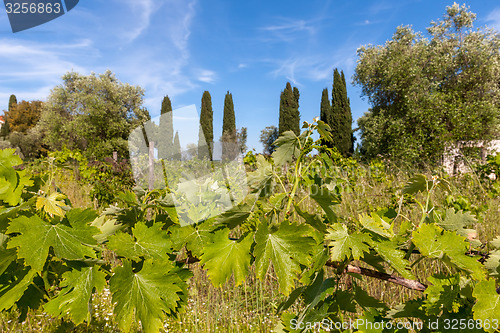 Image of young green unripe wine grapes 