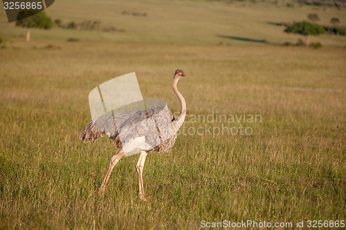 Image of Ostrich  walking on savanna in Africa. Safari. Kenya