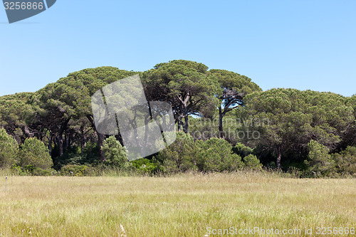 Image of Italian stone pine 