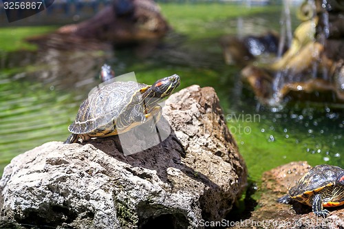 Image of Two turtles