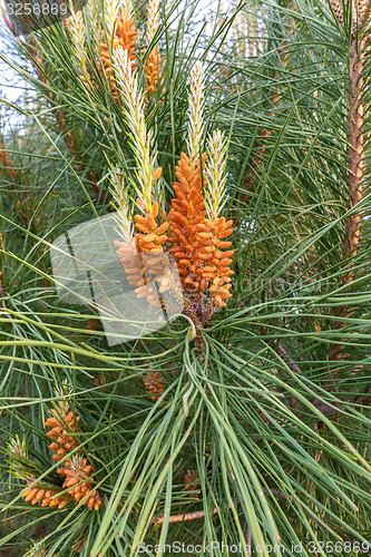 Image of Young buds of a pine ordinary on green background.