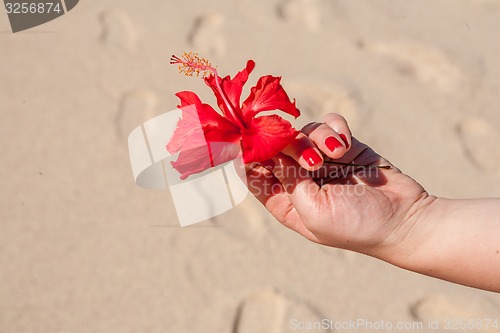 Image of Woman hands holding flower