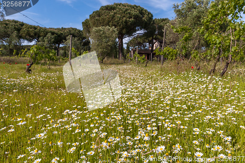 Image of field of camomiles