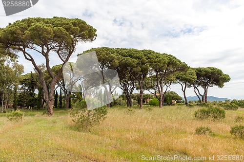 Image of Italian stone pine 