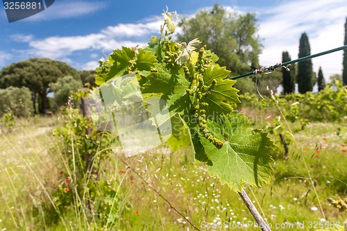 Image of young green unripe wine grapes 