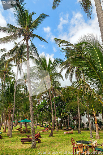 Image of Empty sunbeds on the green grass among palm trees