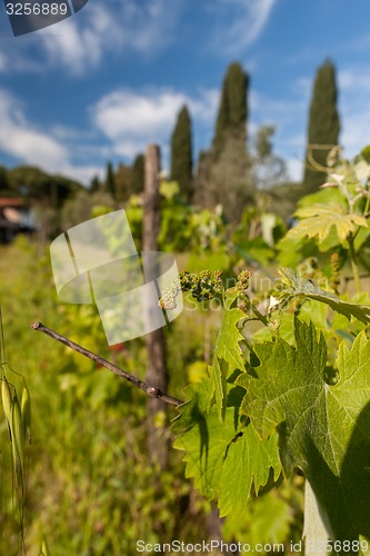 Image of young green unripe wine grapes 