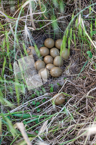 Image of Pheasant nest