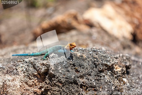 Image of yellow and green lizard