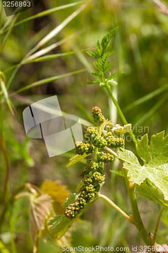 Image of young green unripe wine grapes 