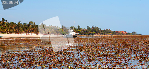 Image of low tide on the  ocean beach. algae