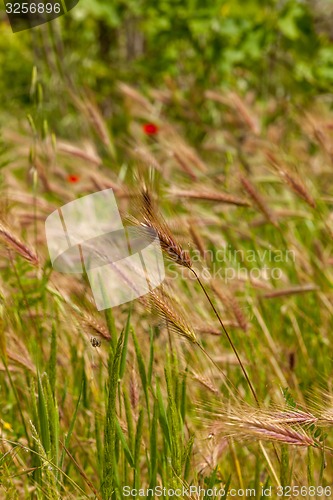 Image of Young wheat growing in green farm field