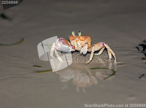 Image of Crab on gray sand