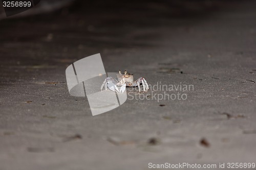 Image of Crab on gray sand