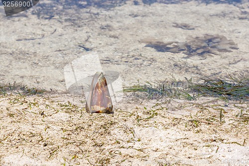 Image of shell on the background of sea