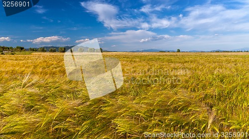 Image of Young wheat growing in green farm field