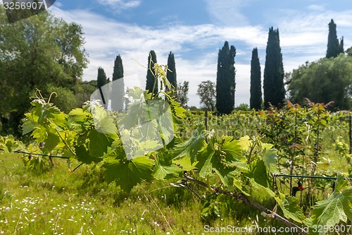 Image of young green unripe wine grapes 