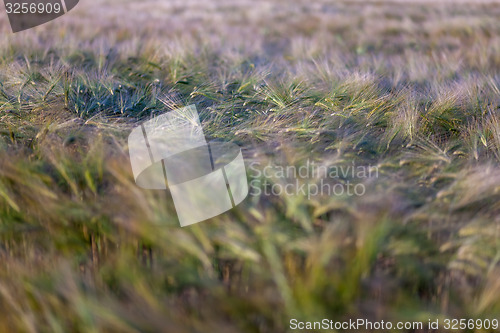 Image of Young wheat growing in green farm field