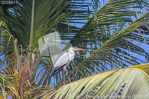 Image of gray heron 