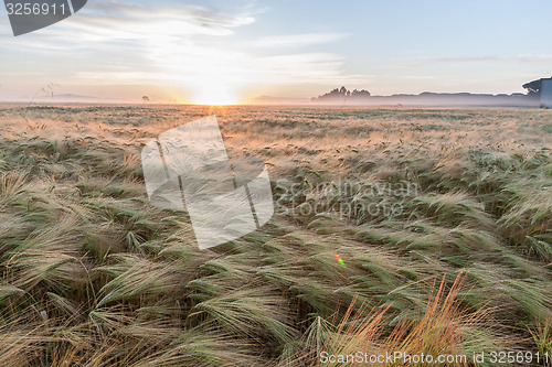 Image of Young wheat growing in green farm field under blue sky