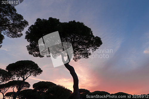 Image of Italian sunset on the background of pines