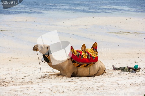 Image of Camel lying on the sand