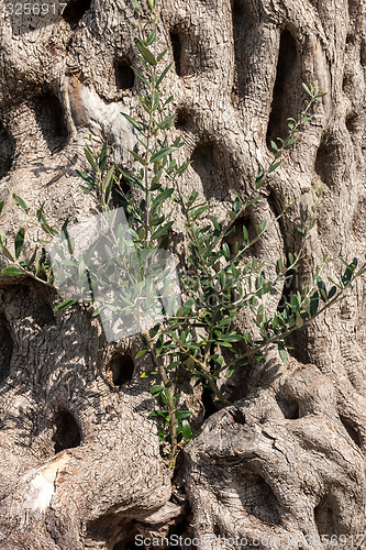 Image of background of tree bark