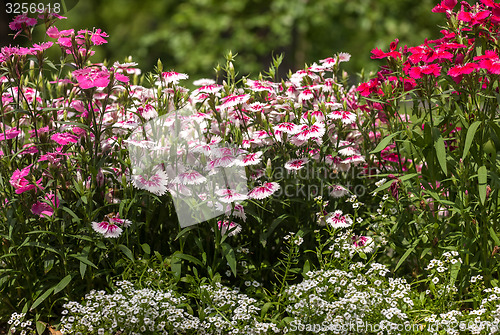 Image of Pinc young flowers growing in green farm field