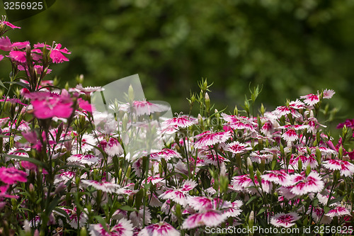 Image of Pinc young flowers growing in green farm field