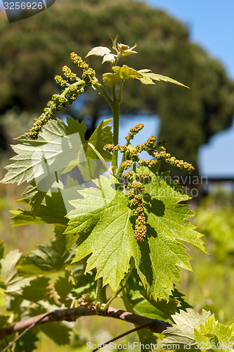 Image of young green unripe wine grapes 